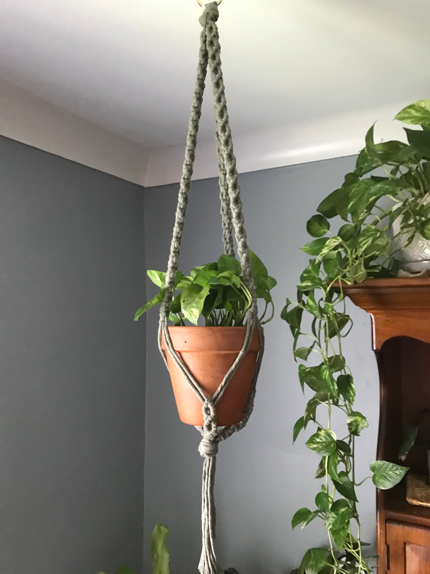 Endless Vine Plant Hanger