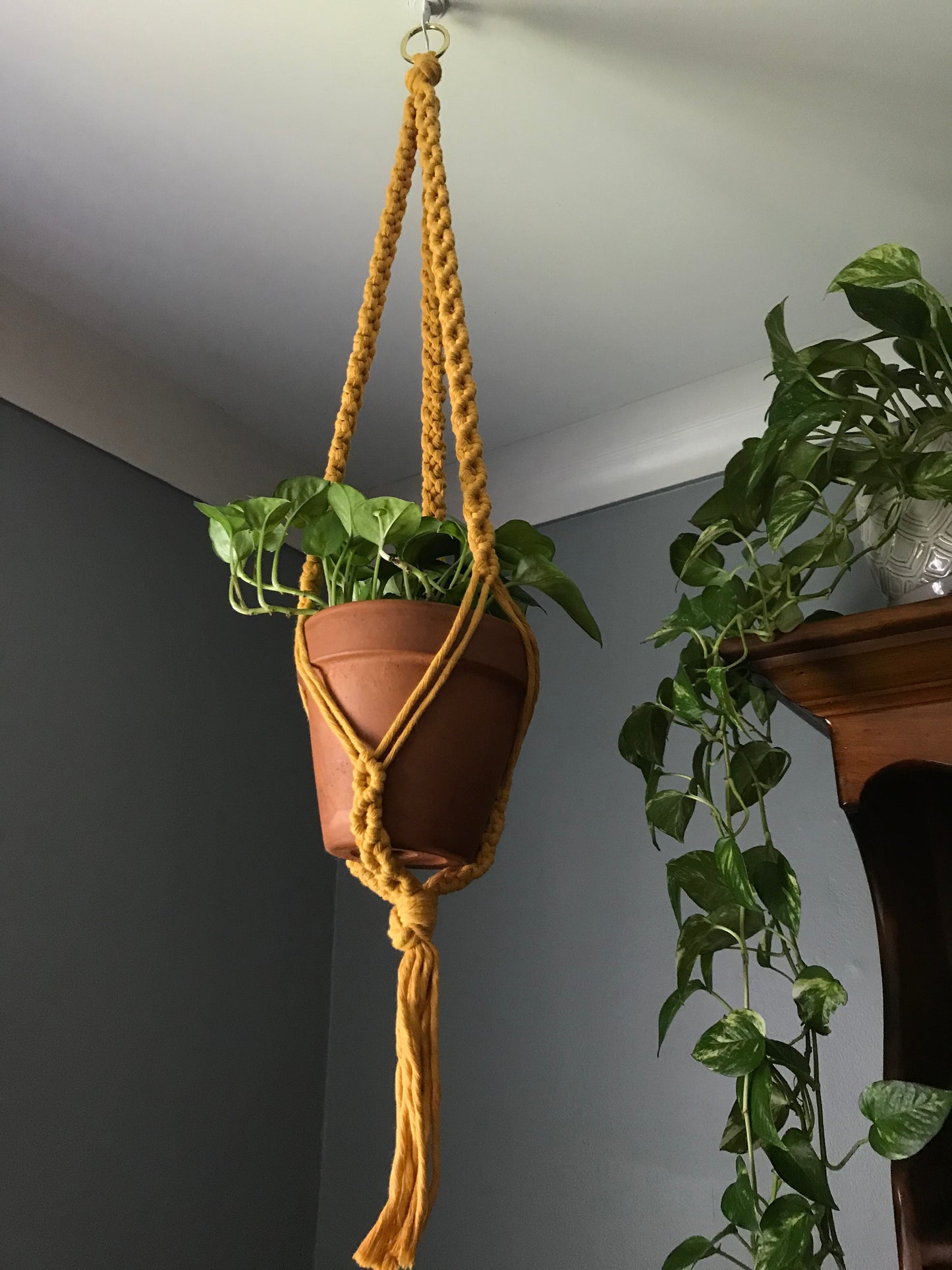 Endless Vine Plant Hanger