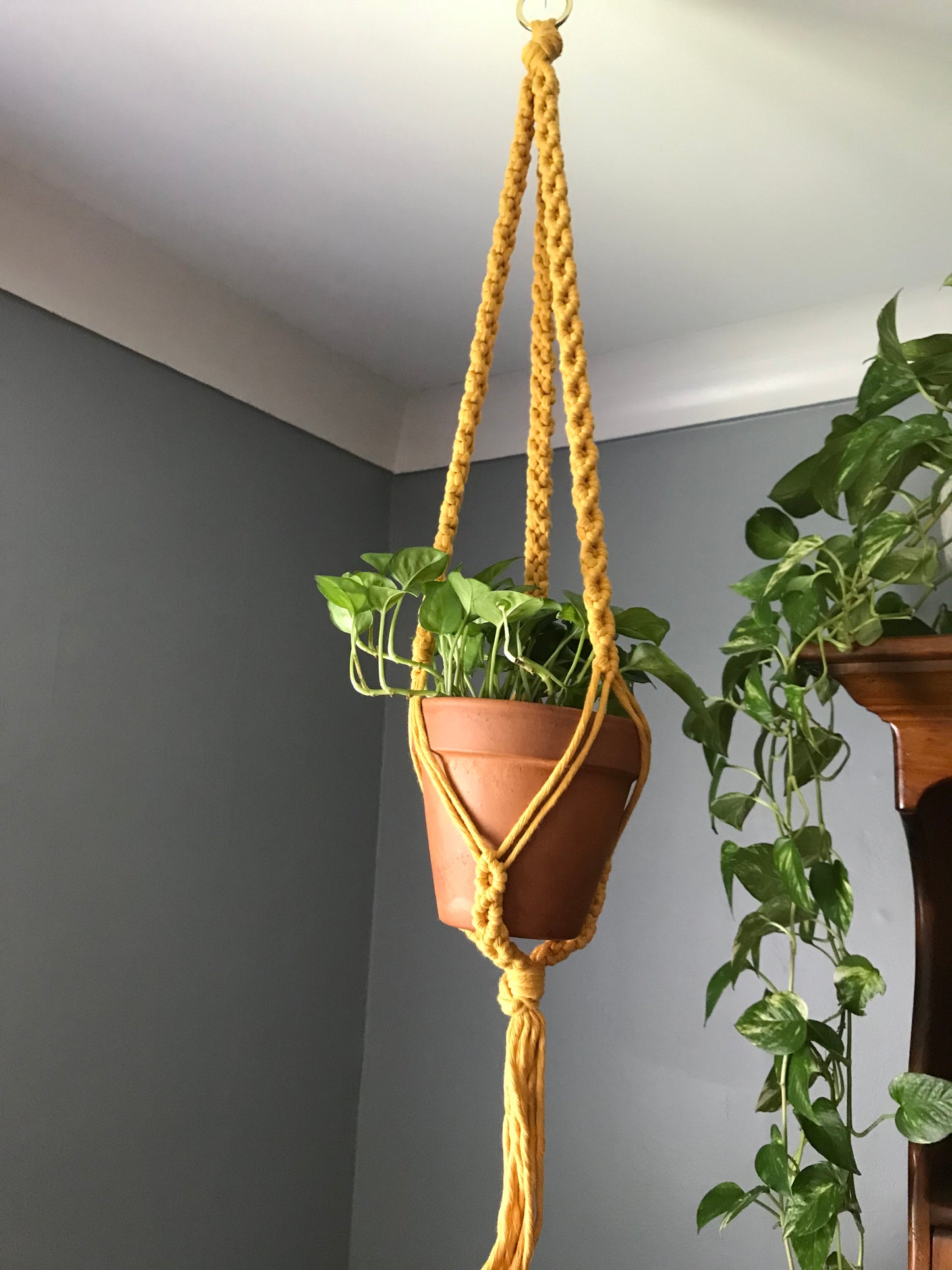 Endless Vine Plant Hanger