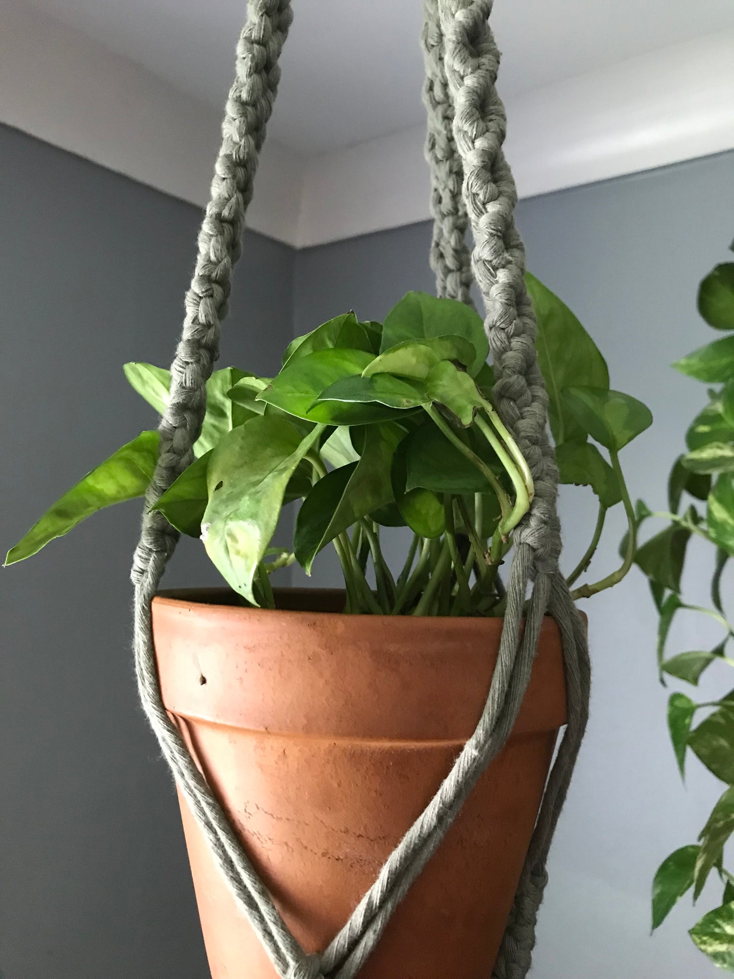 Endless Vine Plant Hanger