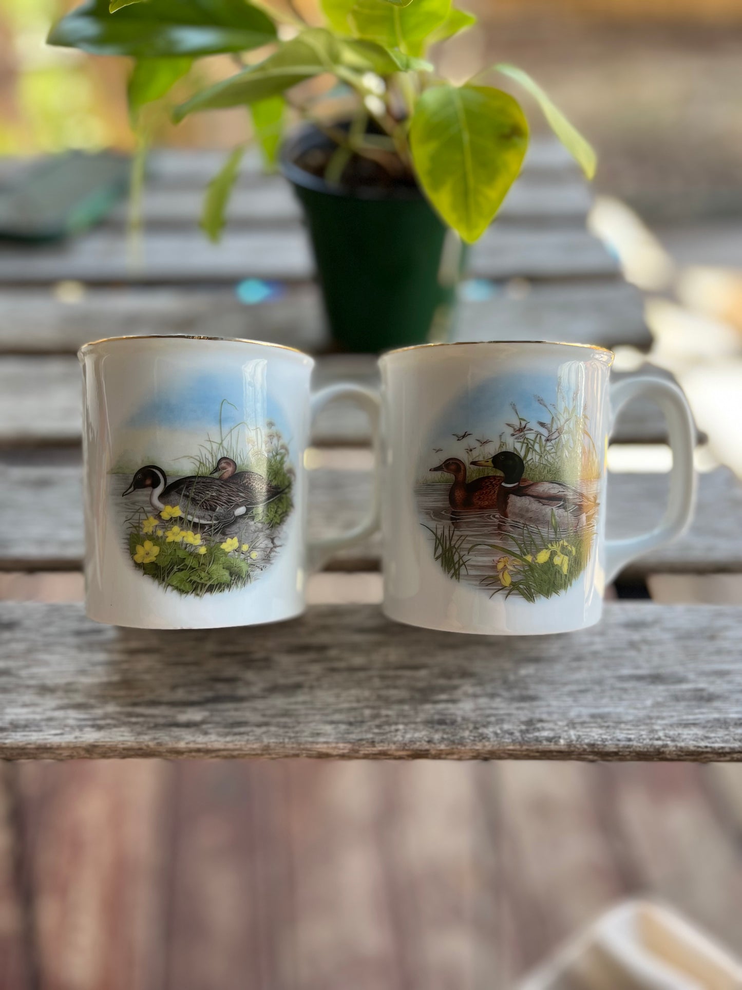 Duck Mugs (Set of 2)