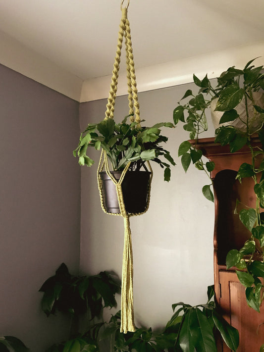 Long Spiral Plant Hanger-Pistachio